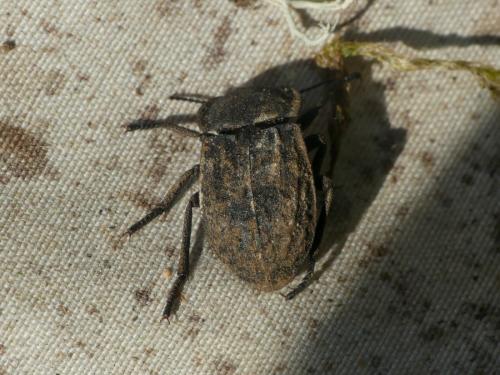 Asida sabulosa sabulosa